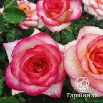 Роза Амазонка, Питомник роз