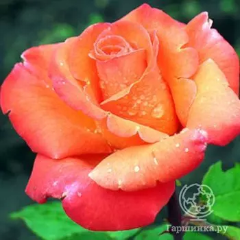 Роза Амбассадор чайно-гибридная, Imperial Rose