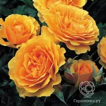 Роза Амбер Куин флорибунда, Imperial Rose