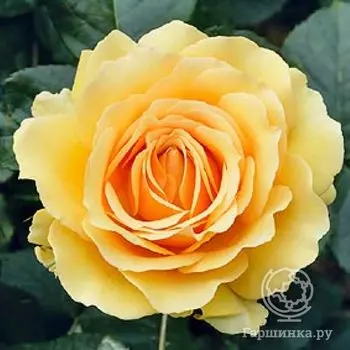 Роза Амбер Куин флорибунда, Топалович