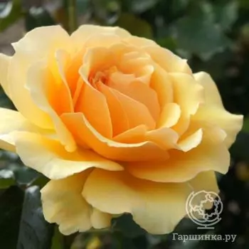 Роза Амбер Куин, Харкнесс