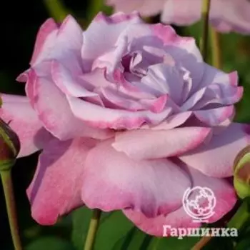 Роза Аметиста, Барни