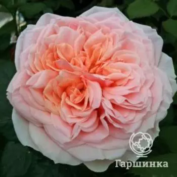 Роза Амороза чайно-гибридная, Топалович