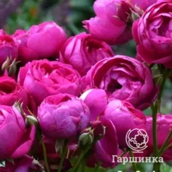 Роза Ампрер Шарль IV, Ленс