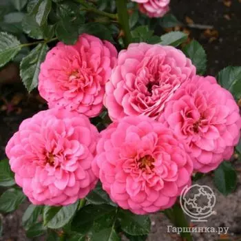 Роза Амулет флорибунда, Тантау