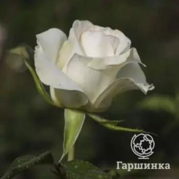 Роза Анастасия