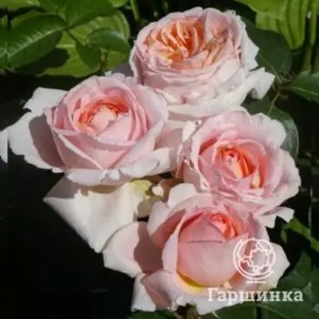Роза Андре Ле Нотр