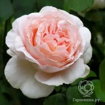 Роза Андре Ле Нотр, Мейян