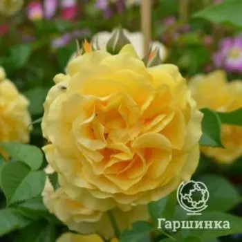 Роза Анисад флорибунда, Воронежский питомник роз