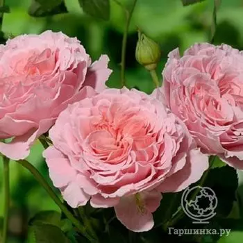 Роза Анн Софи Пик, Гийо