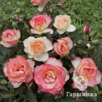 Роза Анна Молинари, Барни