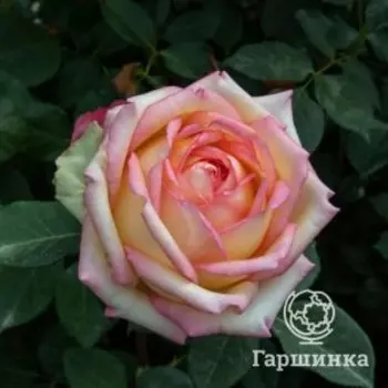 Роза Анна Молинари чайно-гибридная, Питомник роз Королева Роза