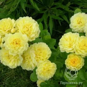 Роза Анни Дюпрей, флорибунда, Топалович