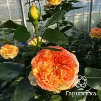 Роза Анри Дельбар чайно-гибридная шраб