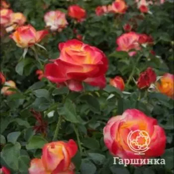 Роза Антигуа, Интерплант