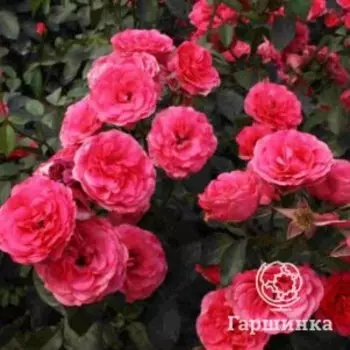 Роза Антик плетистая, Топалович