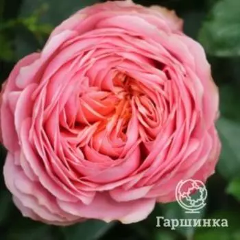 Роза Антик Романтик, Питомник роз