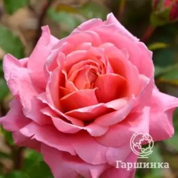 Роза Антуан де Кон шраб