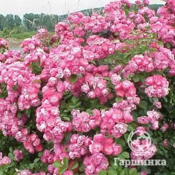 Роза Анжела флорибунда, Топалович