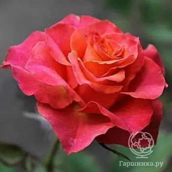 Роза Апачи почвопокровная, Топалович