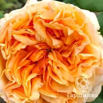 Роза Априкот Скай плетистая