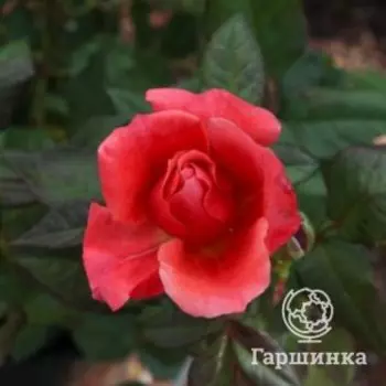 Роза Аптаун Герл флорибунда