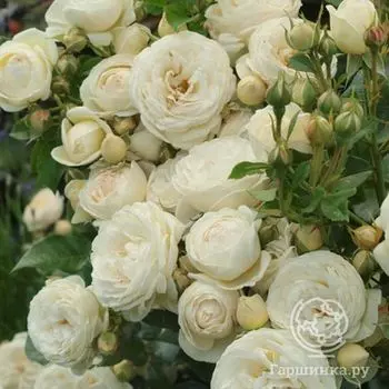 Роза Гладиатор кустарниковая