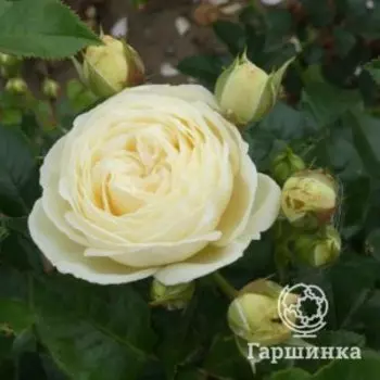 Роза Артемис шраб, Питомник Розы Фокино
