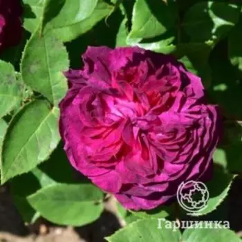 Роза Артур де Сансал