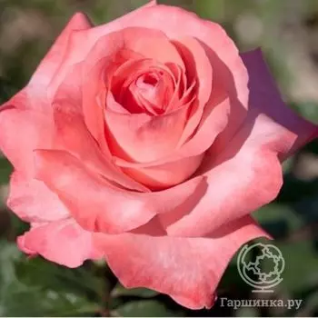 Роза Артур Рембо чайно-гибридная, Топалович