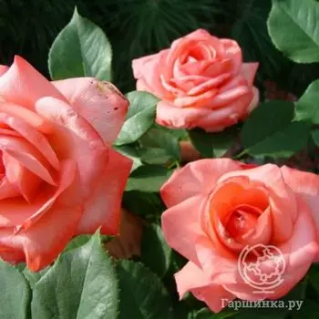 Роза Артур Рембо, Мейян