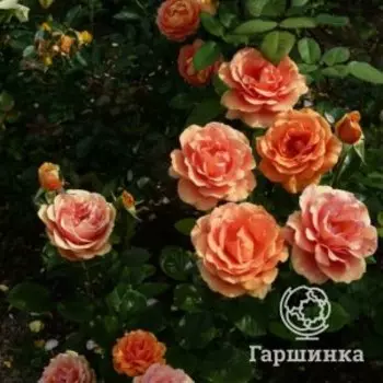 Роза Ашрам чайно-гибридная, Тантау