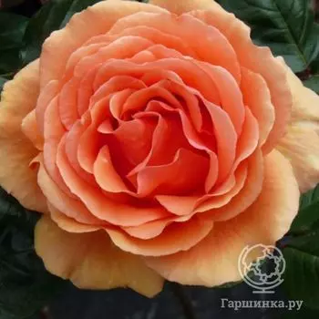 Роза Ашрам чайно-гибридная, Топалович