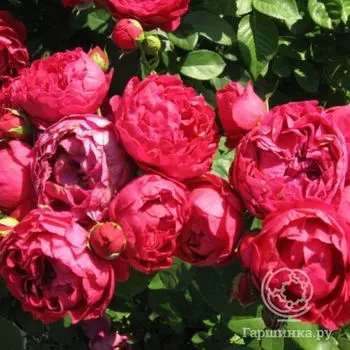 Роза Аскот чайно-гибридная, Тантау