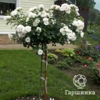 Роза Аспирин на штамбе 100 см