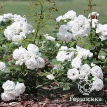 Роза Аспирин, Питомник Розы Фокино