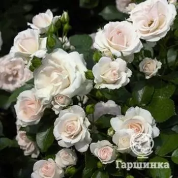 Роза Аспирин Тантау