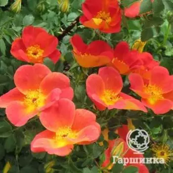 Роза Астриэн Купер, Викс