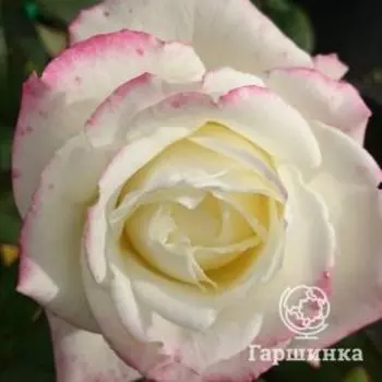 Роза Атена чайно-гибридная, Топалович