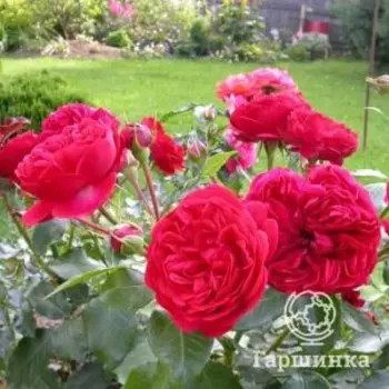 Роза Аут оф Розенхайм флорибунда