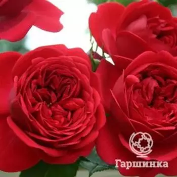 Роза Аут оф Розенхайм, Топалович