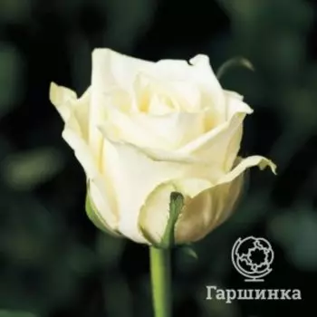 Роза Аваланш