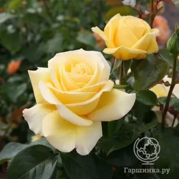 Роза Авек Амор чайно-гибридная