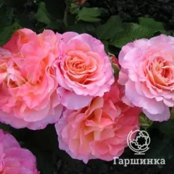 Роза Августа Луиза, Питомник Розы Фокино