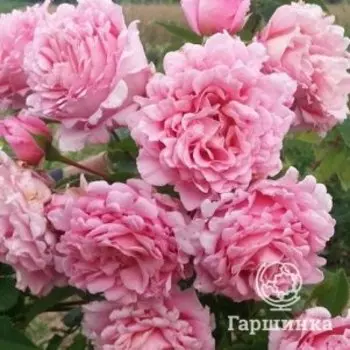 Роза Бьенвеню, Дельбар