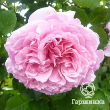 Роза Бьенвеню Клим, Дельбар