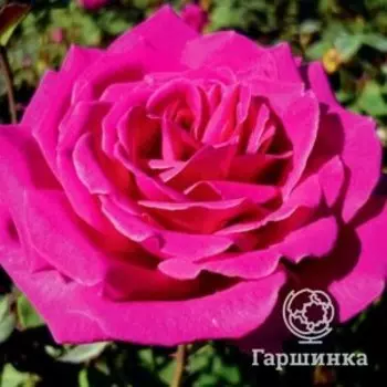 Роза Бабкина чайно-гибридная, Питомник роз