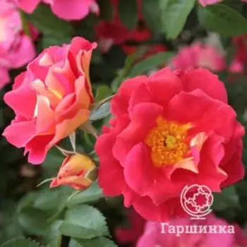 Роза Байацо