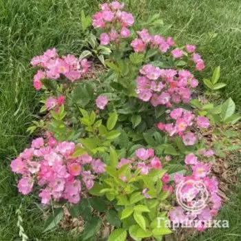 Роза Балерина, Питомник роз