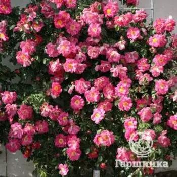 Роза Баяццо, Кордес